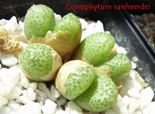 Conophytum vanheerdei ̎ʐ^