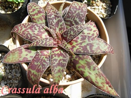Crassula alba の写真
