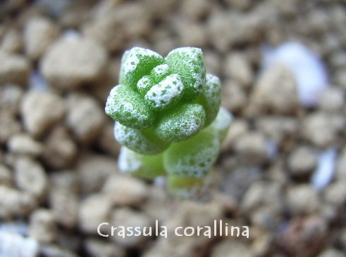 Crassula corallina の写真