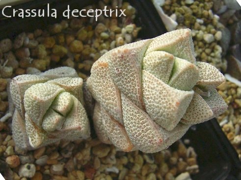 Crassula deceptrix の写真