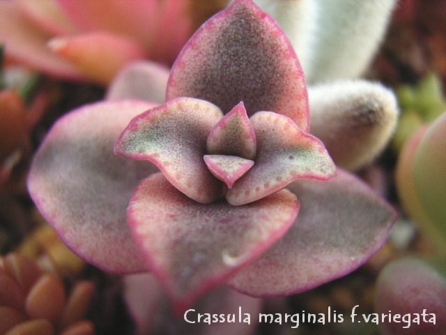Crassula marginalis variegataの写真