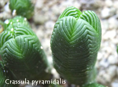 Crassula pyramidalis の写真