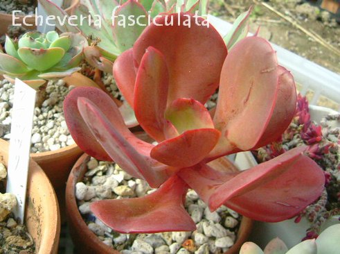 Echeveria fasciculata の写真