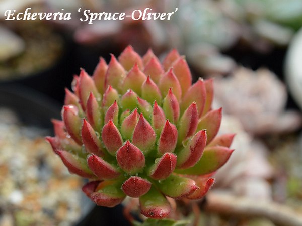 Echeveria cv. Spruce-Oliver 