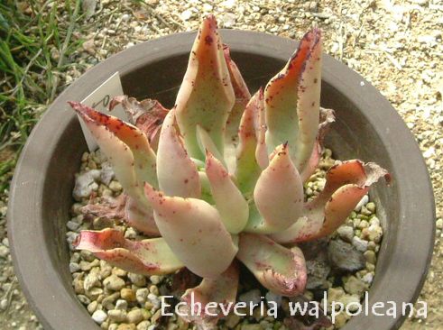 Echeveria walpoleana 
