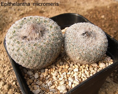 Epithelantha micromeris ̎ʐ^