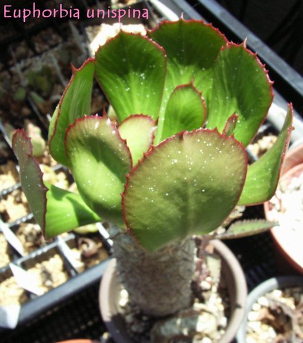 Euphorbia unispina 