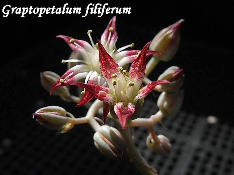 Graptopetalum filiferum 