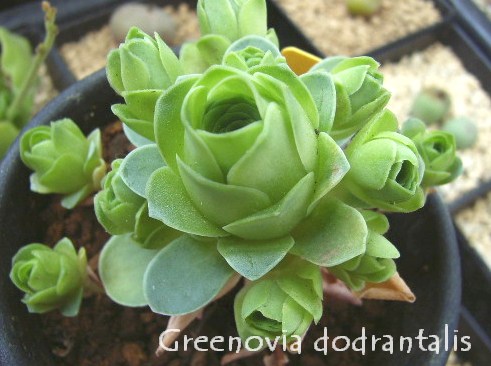 Greenovia dodrantalis 