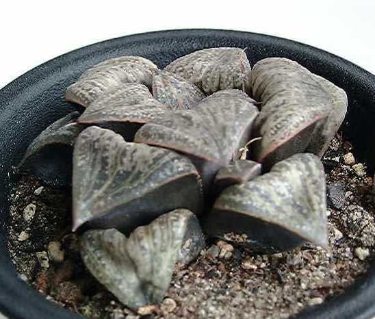 Haworthia dekenahii var. argenteo-maculosa ̎ʐ^