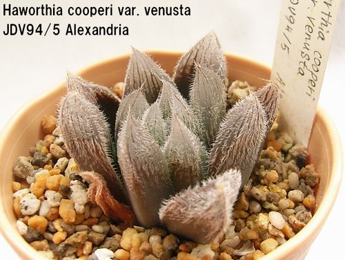 Haworthia cooperi var. venusta ̎ʐ^