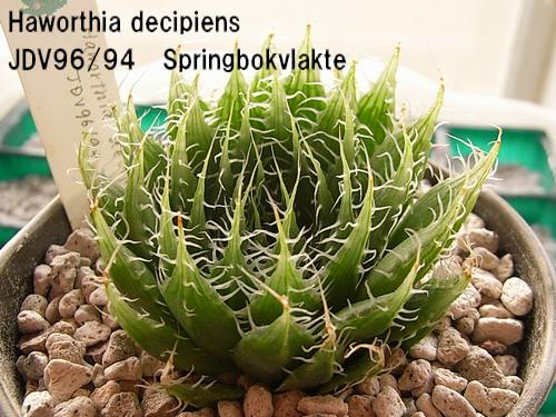 Haworthia decipiens ̎ʐ^