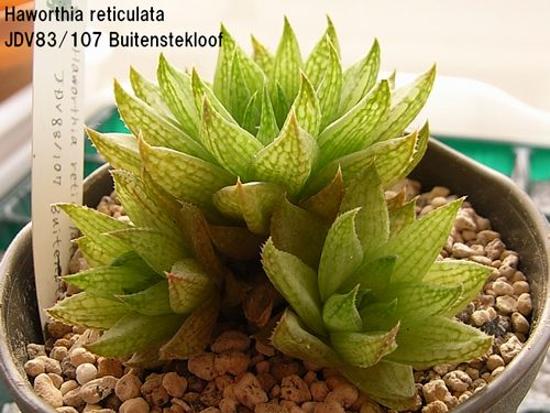 Haworthia reticulata ̎ʐ^