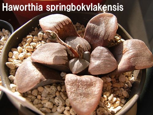 Haworthia springbokvlakensis ̎ʐ^