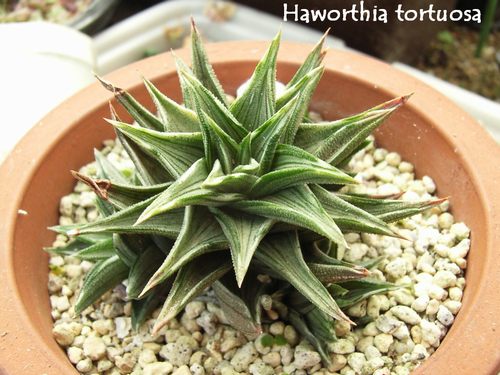 Haworthia tortuosa V̎ʐ^