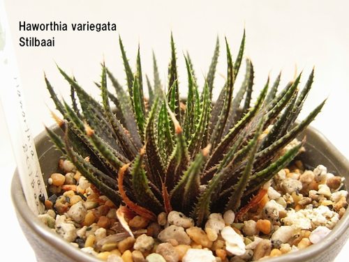 Haworthia variegata ̎ʐ^