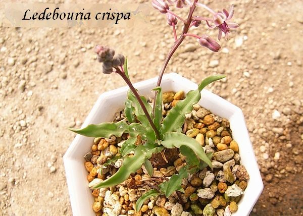 Ledebouria crispa ̎ʐ^