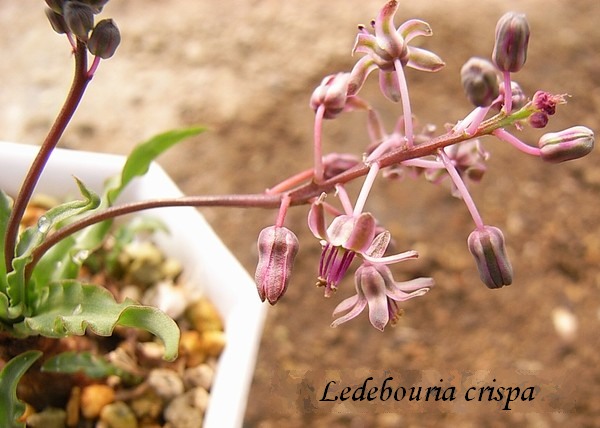 Ledebouria crispa flower̎ʐ^