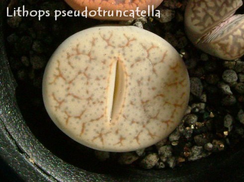 Lithops pseudotruncatella ̎ʐ^