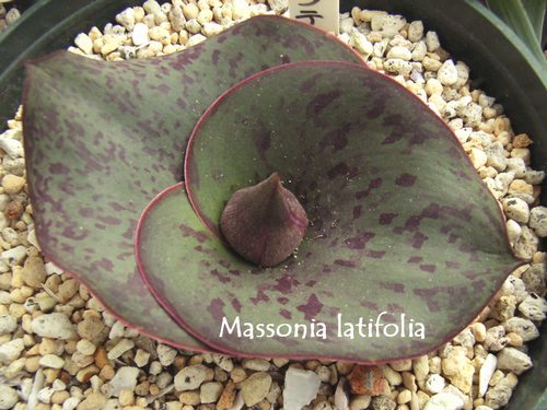 Massonia latifolia ̎ʐ^