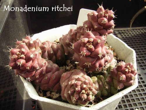 Monadenium ritchei 