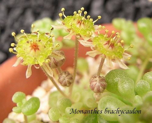 Monanthes brachycaulon flower
