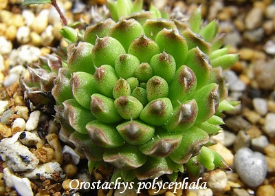 Orostachys polycephala in winter