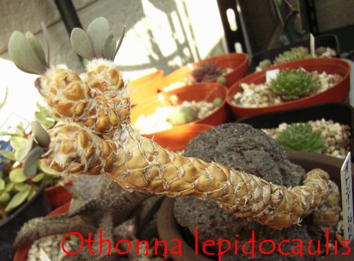 Othonna lepidocaulis 