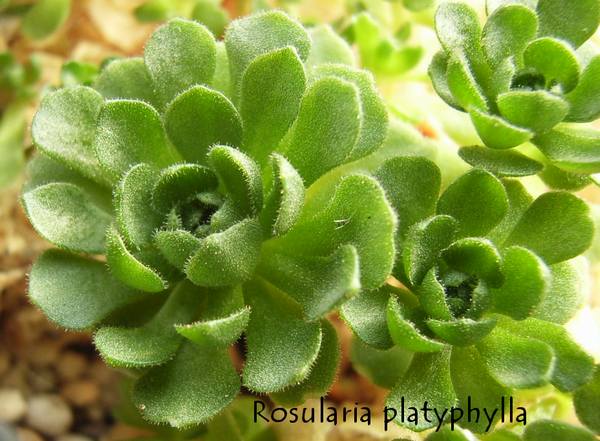 Rosularia platyphylla 