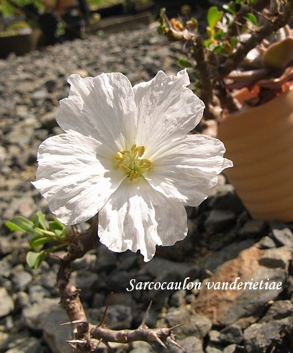 Sarcocaulon vanderietiae flower