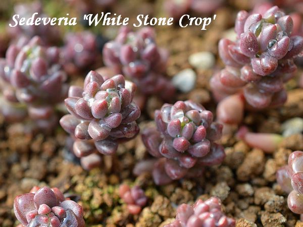 ×Sedadia  'White Stone Crop' 
