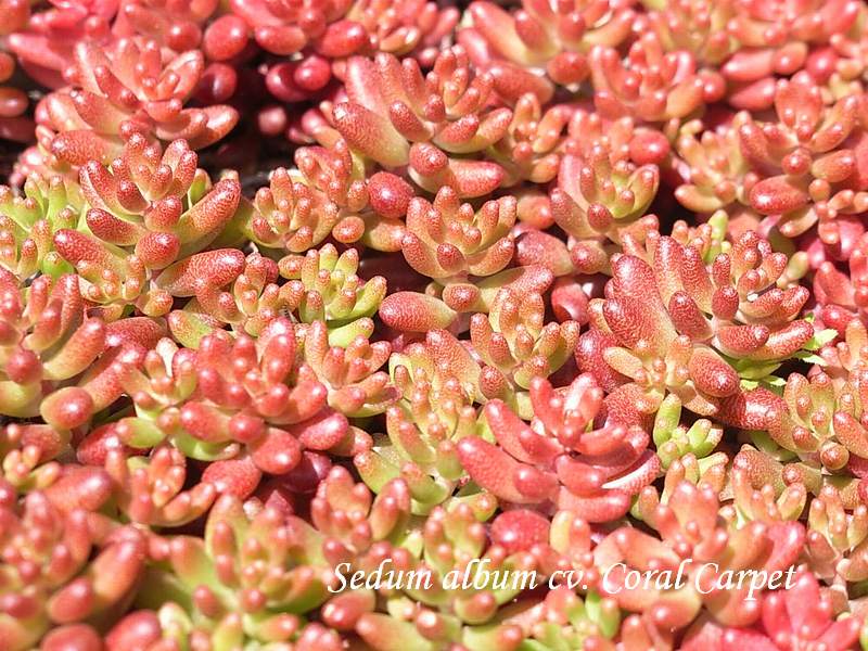 Sedum album cv. Coral Carpet 