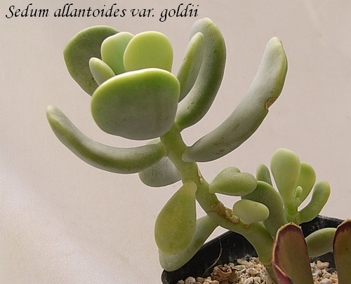 Sedum allantoides var. goldii 