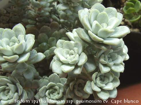 Sedum spathulifolium ssp. pruinosum cv. Cape blanco 