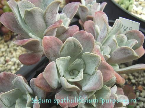 Sedum spathulifolium cv. purpureum  
