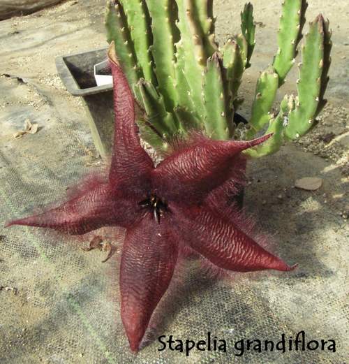 Stapelia grandiflora flower