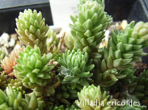 Villadia ericoides ̎ʐ^