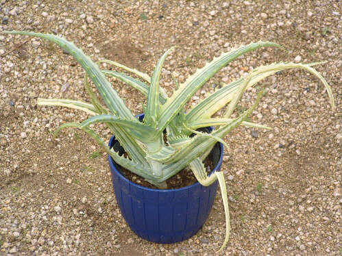 Aloe arborescens variegata̎ʐ^