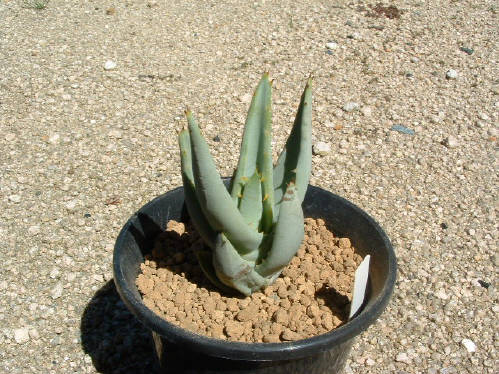 Aloe asperifolia ̎ʐ^