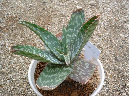 Aloe brandraaiensis ̎ʐ^