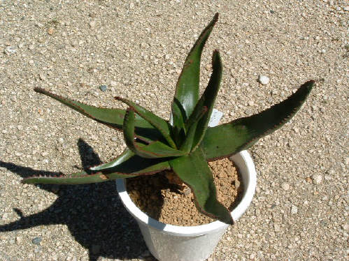 Aloe capitata var. cipolinicola ̎ʐ^