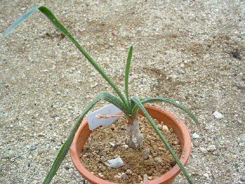 Aloe cooperi ̎ʐ^