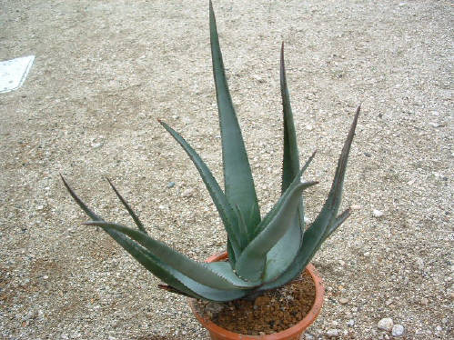 Aloe cryptopoda ̎ʐ^