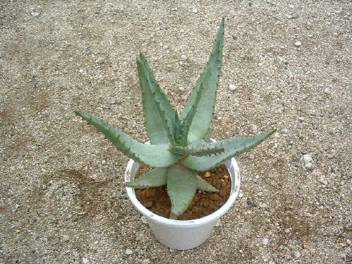 Aloe ferox ̎ʐ^