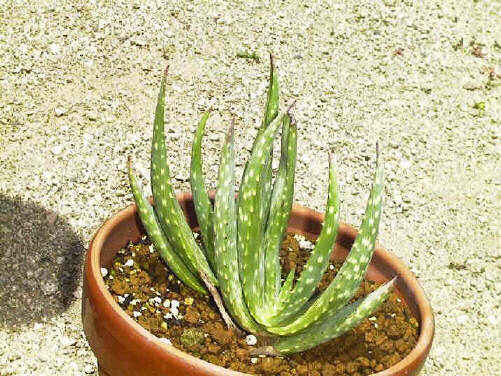 Aloe gariepensis ̎ʐ^