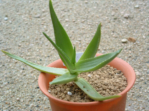 Aloe ibitiensis ̎ʐ^