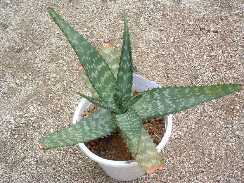 Aloe immaculata ̎ʐ^