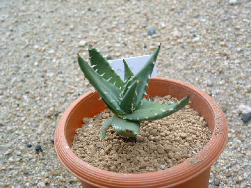 Aloe melanacantha ̎ʐ^