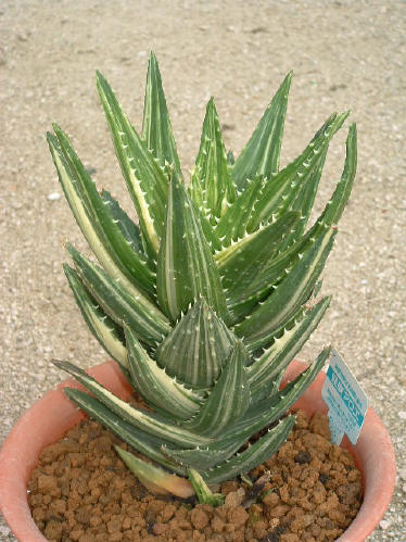 Aloe parvibracteata ̎ʐ^