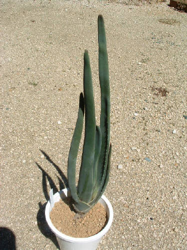 Aloe suzannae ̎ʐ^
